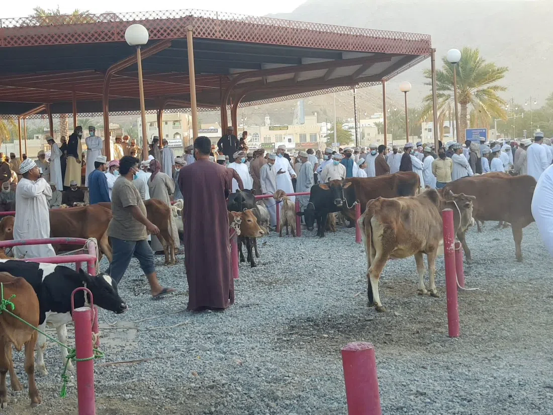 Nizwa Souq Friday Livestock Market, Muscat