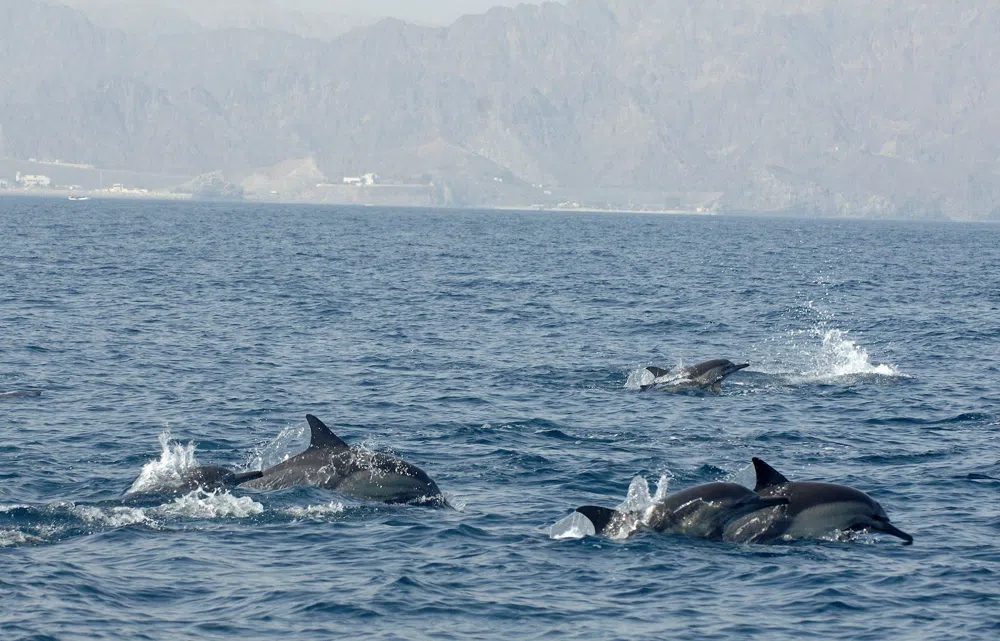 Muscat's Working Dhows Have Found a Second Life at Sea