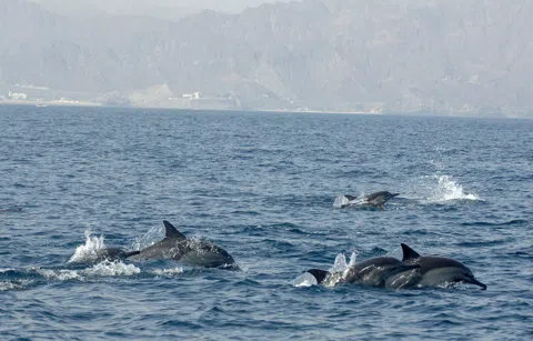 Muscat's Working Dhows Have Found a Second Life at Sea
