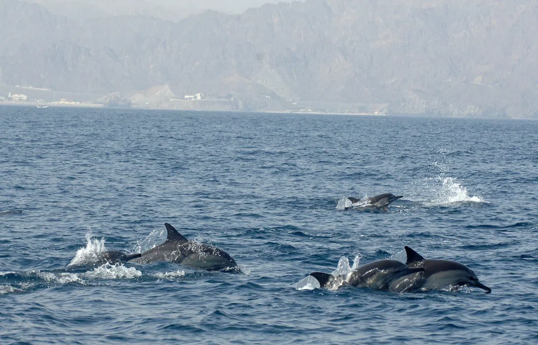 Sidab Sea Tours (Oman Ocean Holidays), Muscat