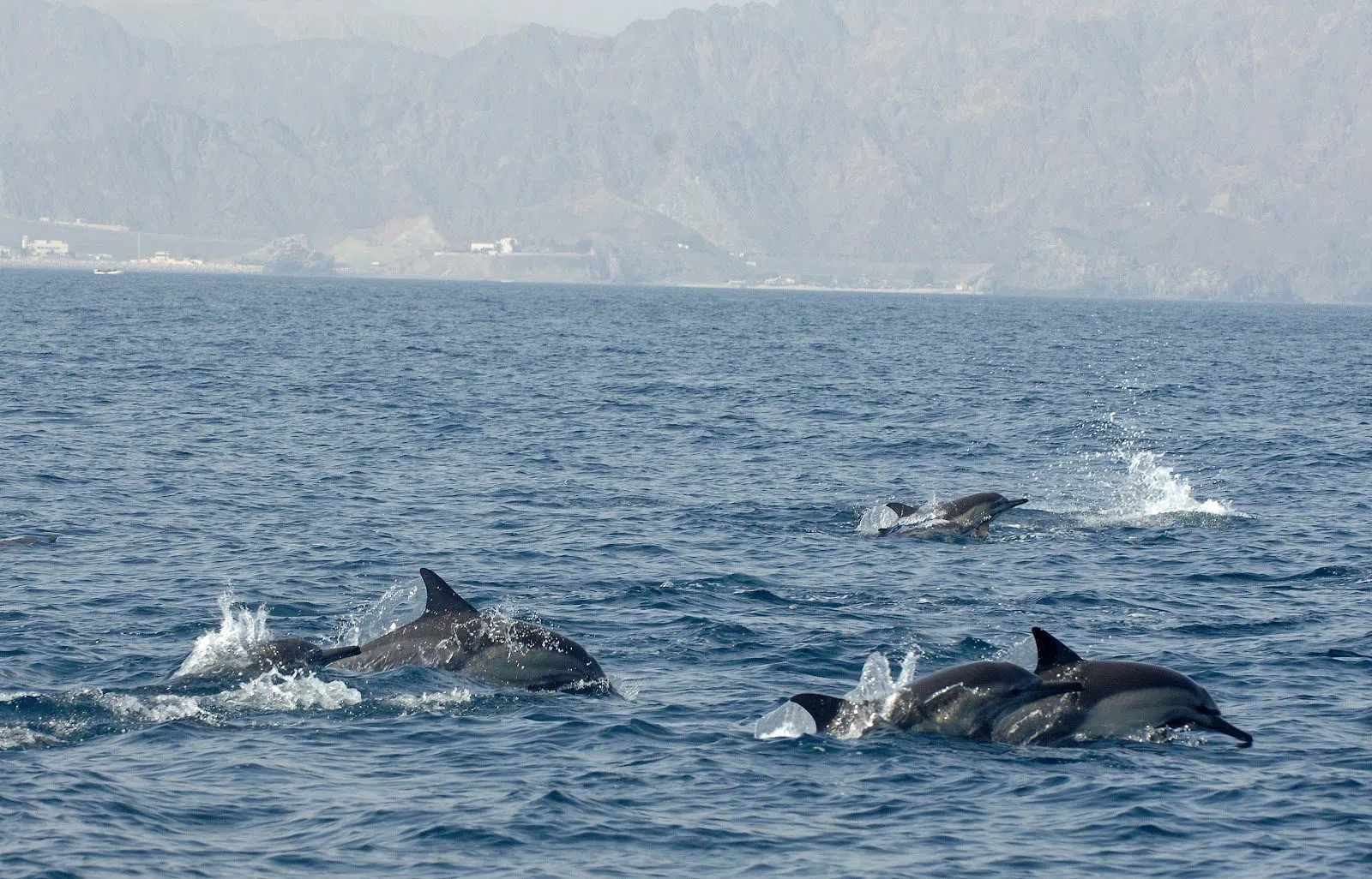 Sidab Sea Tours, Mascate